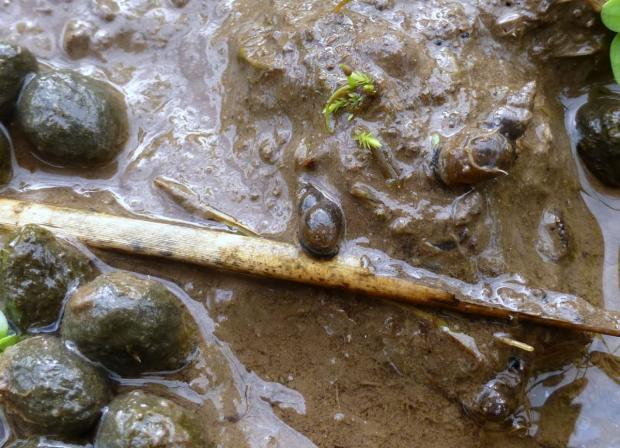 Figure 2. The mud-snail, Lymnaea truncatula, intermediate host of  liver fluke. Metacercariae larvae, shed from these infected snails, encyst on wet vegetation and give rise to liver fluke disease in sheep or cattle that eat the vegetation.
