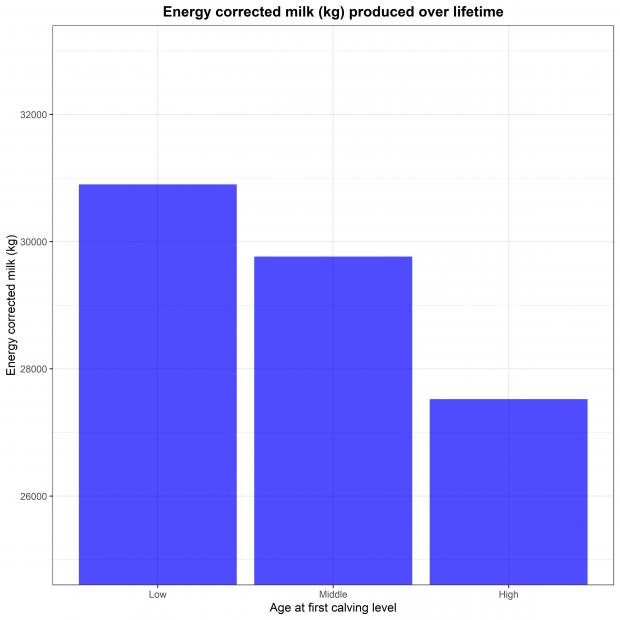 Bar plot of energy corrected milk produced during cattle lifetime over the three age at first calving levels in the UK Holstein cows used in this study.