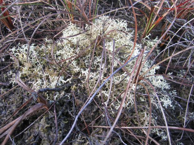 Cladonia Lichen in poor condition as a result of nitrogen deposition on an N.I. bog