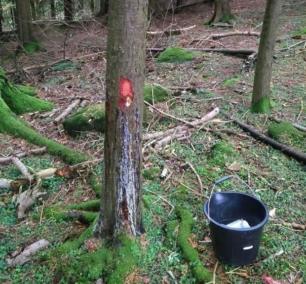 A typical bleeding canker symptom of a Douglas fir tree. The plant pathology team in GPS examine several hundred of such samples per year for dangerous plant pathogens