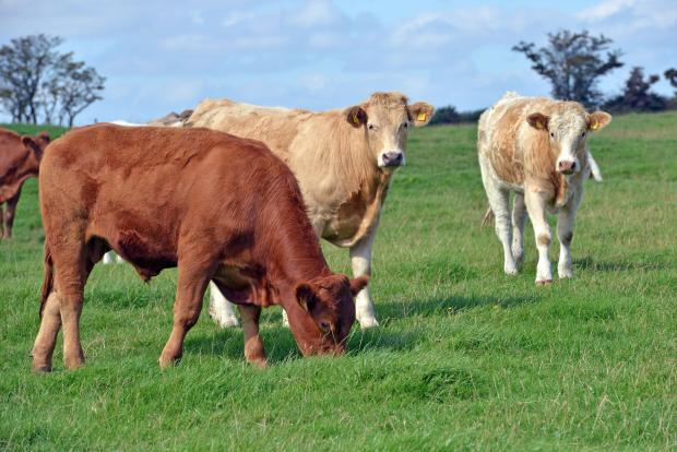 A three-year-old beef cow was presented to Stormont VSD at the beginning of January and was diagnosed with babesiosis.