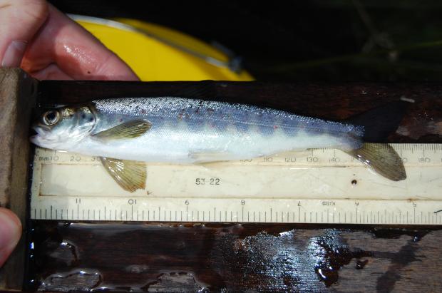 A young salmon about to leave freshwater to feed in the ocean