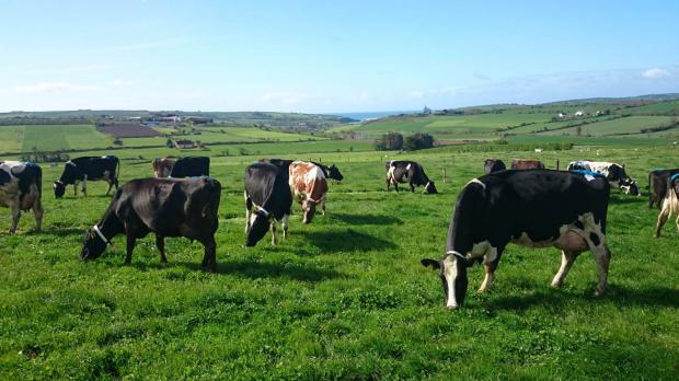 Dairy cows in Clonakilty grazing the grass-clover swards