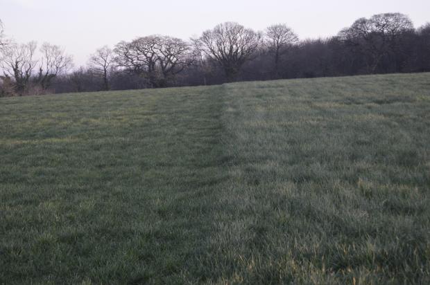 Differences between the ‘grazed’ and ‘un-grazed’ swards during February (Year 1).