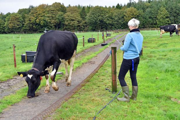 visually assessing the condition of a dairy cow 