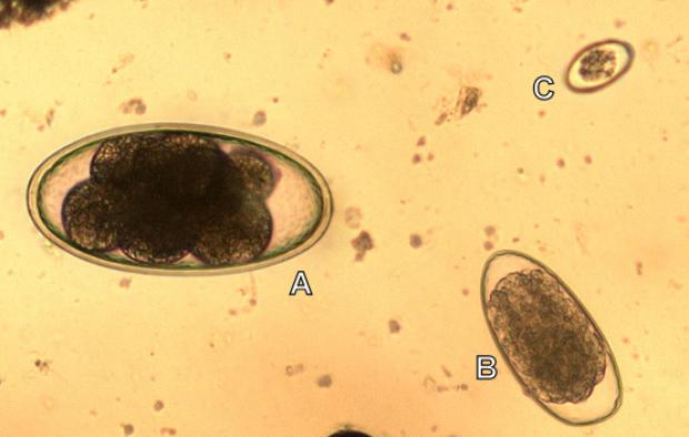 Microscope image of Nematodirus egg (A) seen in lamb faeces. The sample also contains eggs of other strongyle-type worms (B) and of coccidians (C).