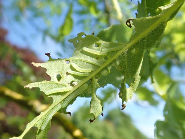 Ash sawfly caterpillars on leaf – Ash sawfly caterpillars are voracious eaters and can strip leaves and trees bare