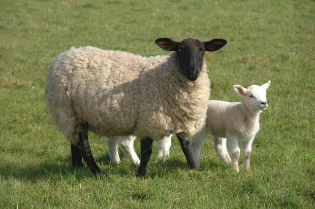 Haemonchosis is an important gastrointestinal worm infection of sheep and goats 