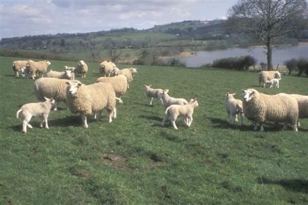Sheep are susceptible to acute fluke infection in Autumn