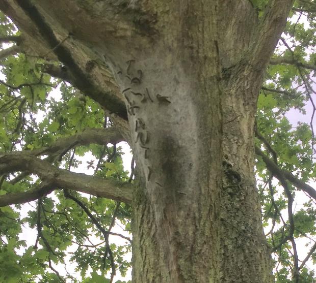 Oak processionary moth webbed nest on the boughs of an oak tree in Richmond Park London (by S. Hamilton, DAERA Plant Health Inspection)