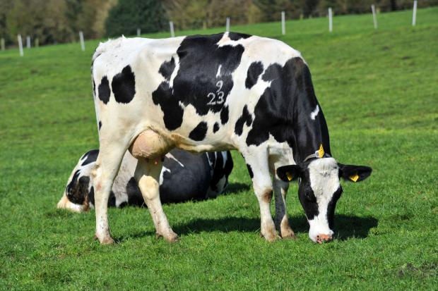 Dairy cattle on pasture