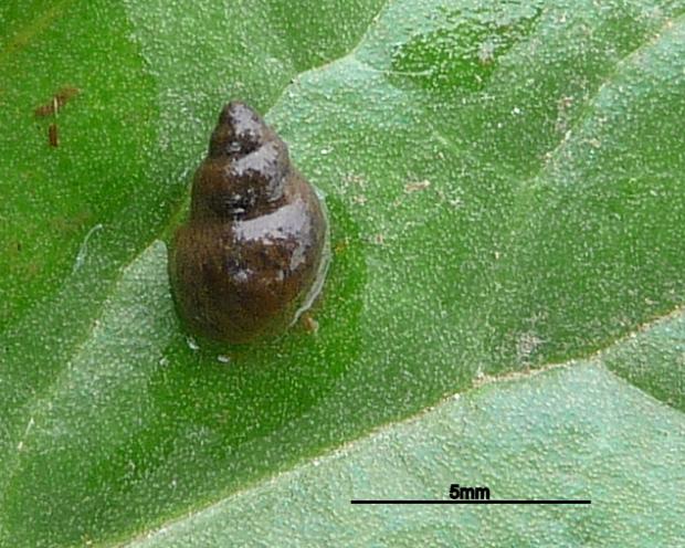 Galba truncatula, the snail host of liver fluke and rumen fluke