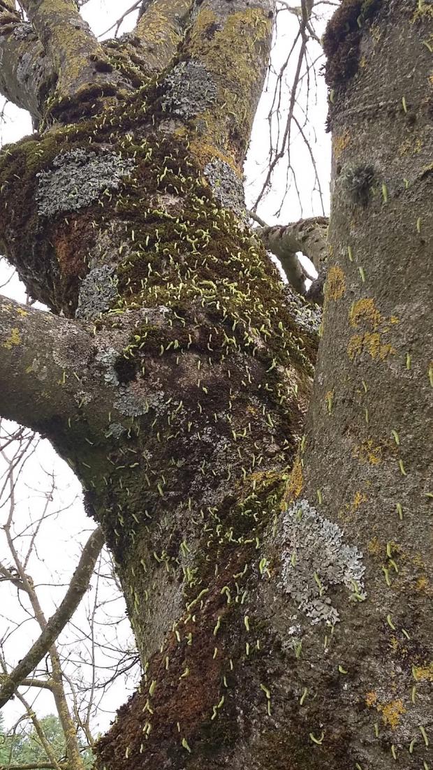 Sawfly caterpillars on ash trunk – At this time of year, ash sawfly caterpillars migrate down the trunk from the branches to pupate in the soil or to attack a new tree