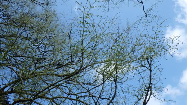 Severe defoliation of ash – Ash sawflies can completely strip a tree bare of leaves. The leaves will grow back but consistent defoliation each year may stunt the tree’s growth