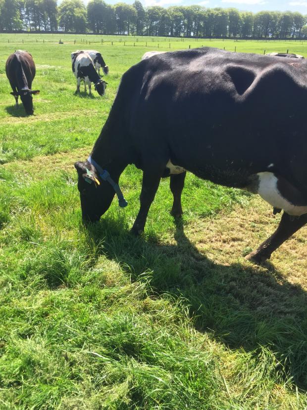 The sub-strip taken from each plot can be seen in this picture. Cows have the freedom to choose what variety plot they wish to graze