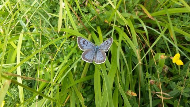 The Large Blue (Phengaris (Maculinea) arion) at Daneway Banks (Copyright: AKM)