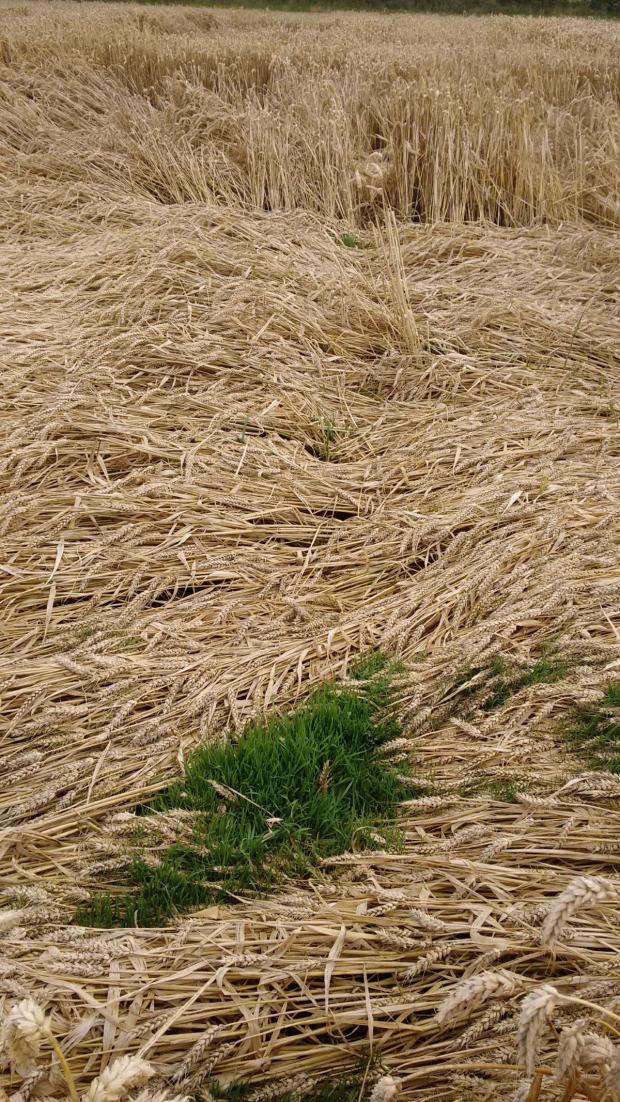 Lodging and sprouting in Winter Wheat