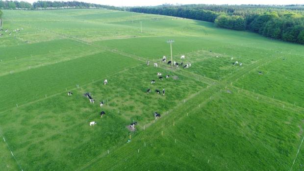 Drone image of heifers grazing their paddocks