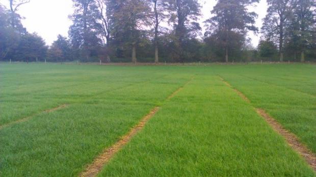Large animal grazing plots used to assess variety grazing efficiency