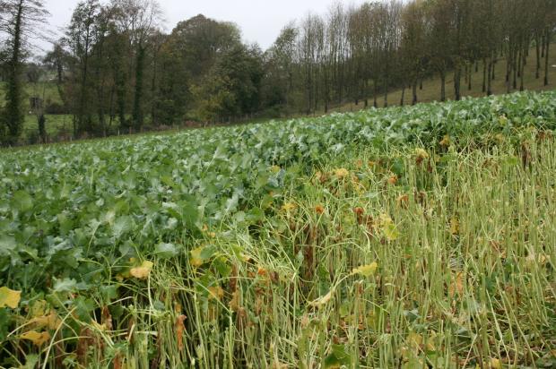 Forage rape grazed by lambs at AFBI in 2014