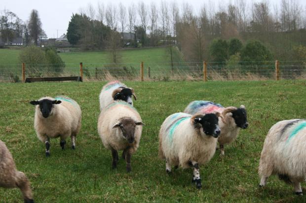 Some of the hill lambs used by AFBI for the outdoor trials as part of the RamLamb project.
