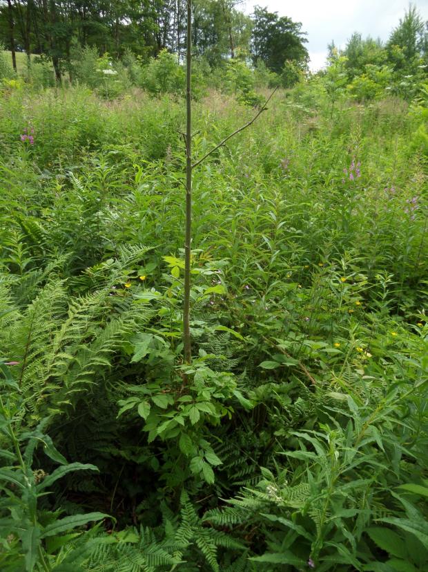 Fig 3. Wilting foliage on ash tree