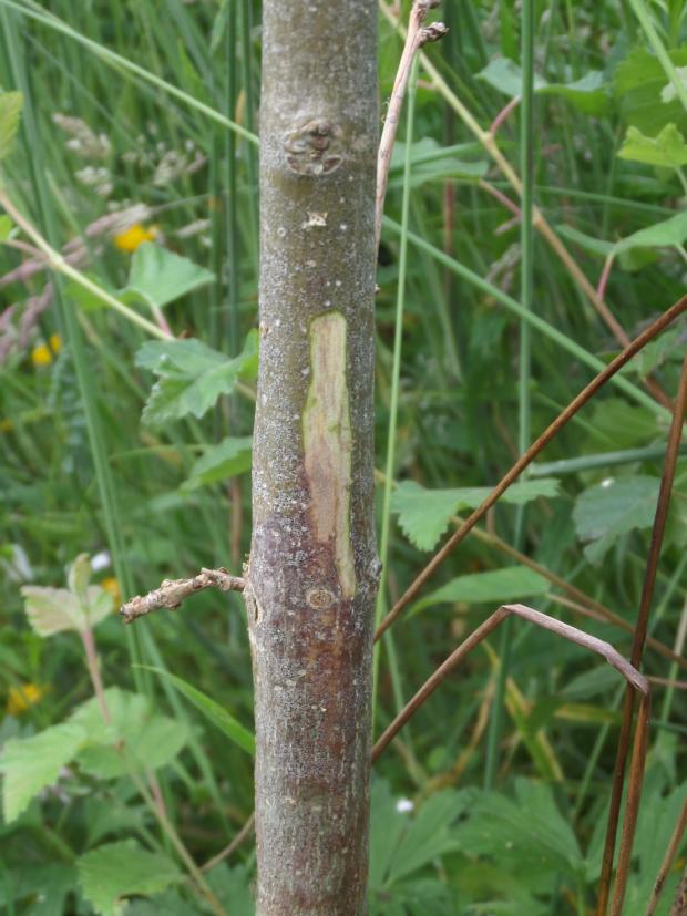 Fig 4. Infected lesion on ash tree