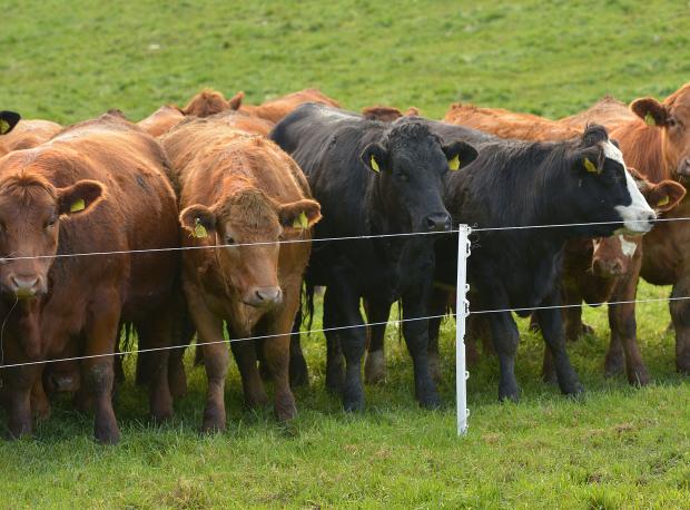 Synchronisation aids uniformity in finishing beef animals