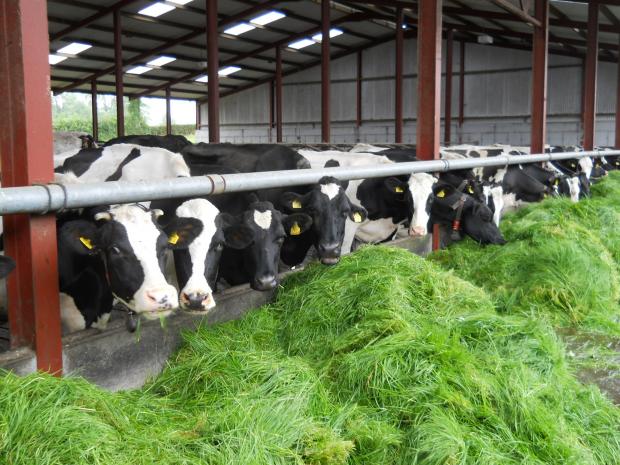 During the summer months cows are fed zero-grazed grass and fed to yield through two robotic milking machines.