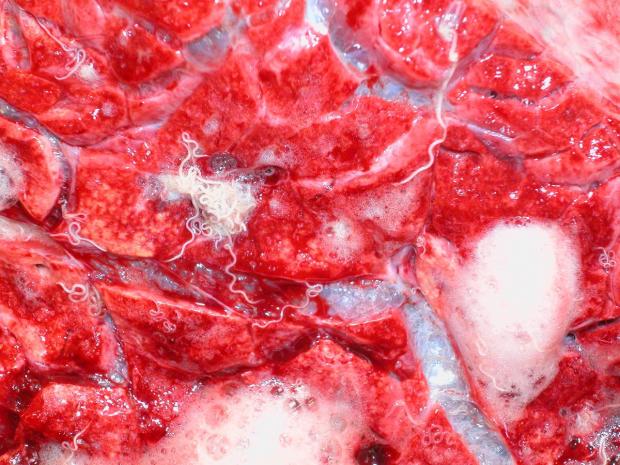 Lungworm infection in a calf submitted for post-mortem to AFBI