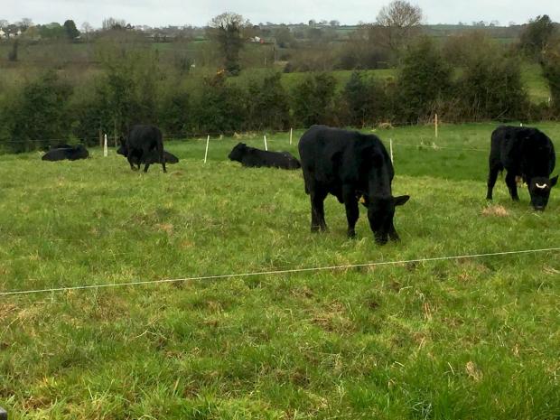 Weanlings grazing over-wintered, uncut silage swards in April 2018