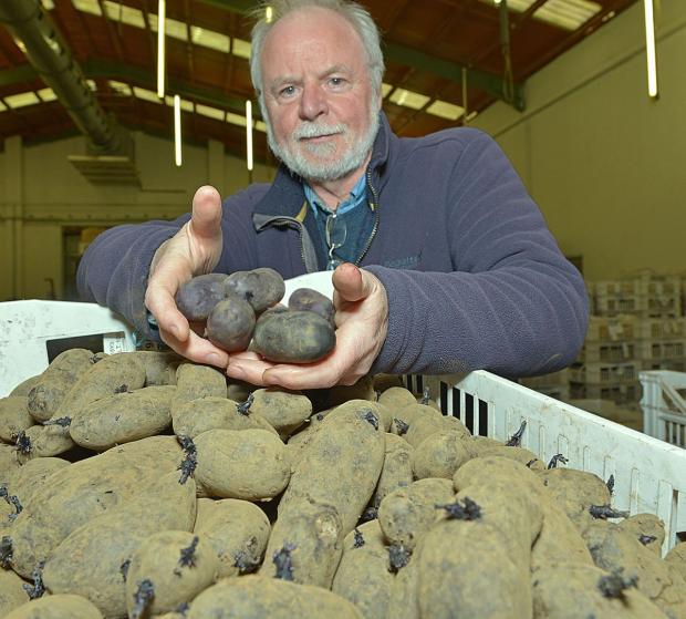 AFBI Scientist Paul Watts with some of the Purple Magic Potatoes.