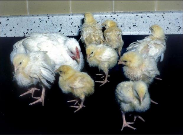 Cohort of chicks in the 1980s. All chicks are same age (2-3 weeks). Developmental check has occurred due to RSS