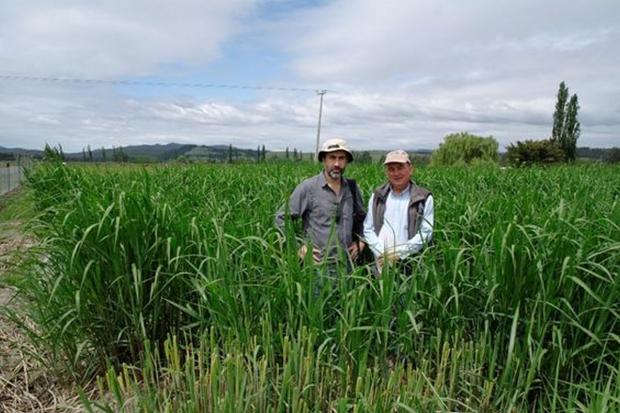 Dr Rodrigo Olave (AFBI) with Mr Mauricio Leonelli-Cantergiani (General Manager, Forest Nursery Piedra del Aguila) at a Miscanthus pilot plantation for a potential energy project. 