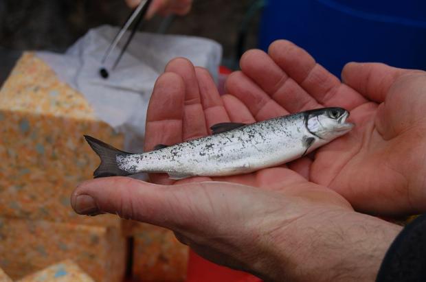 A smolt ready for tagging