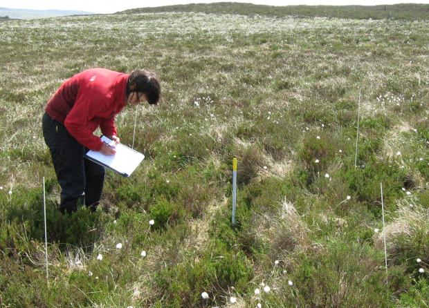 Vegetation monitoring