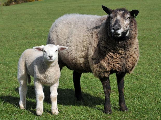 Animal disease diagnostic services | Agri-Food and Biosciences Institute Animal disease diagnostic services | Agri-Food and Biosciences Institute