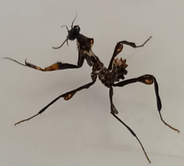 Praying mantis Praying mantis