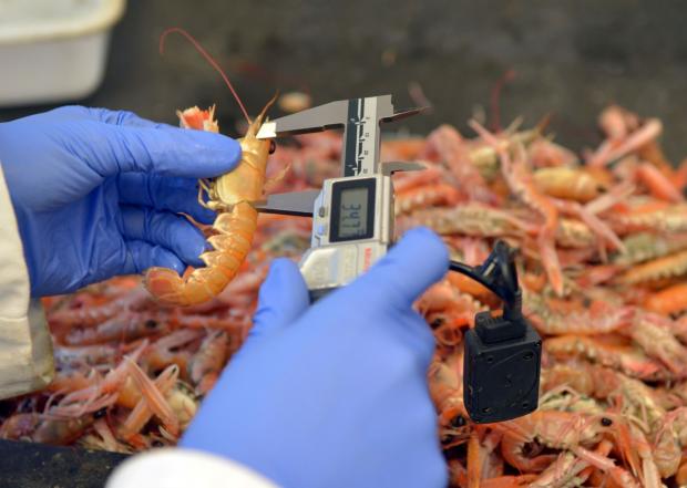 measuring langoustine