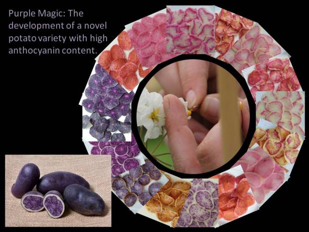 Purple Magic: The development of a novel potato variety with high anthocyanin content