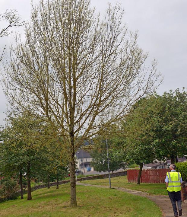 defoliation of tree by sawfly infestation