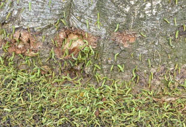 sawfly infestation at base of tree