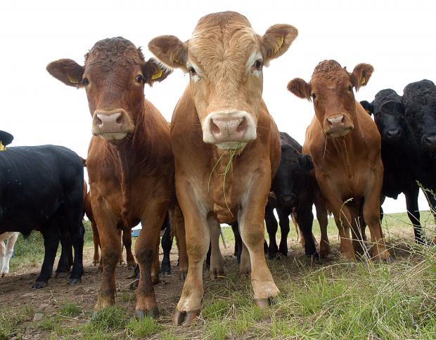 Close in image of cows grazing