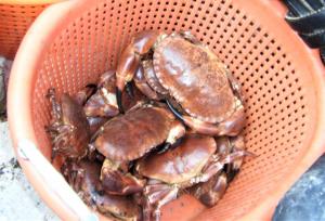 brown crabs in a basket
