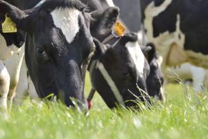 Grazing offers real opportunities to reduce the costs of milk production