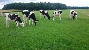 Calves from current grazing study evaluating animal and sward performance
