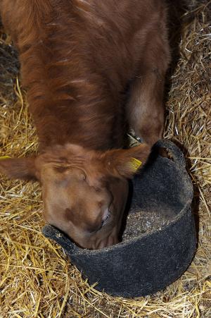 Studies undertaken by AFBI, using bute in its powder form, investigated the possibility of illegal residues in cattle arising through the use of a shared bucket.