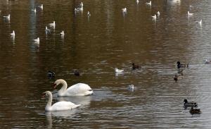 In recent weeks avian influenza has been detected in wild bird species in a number of countries including the UK and Republic of Ireland.