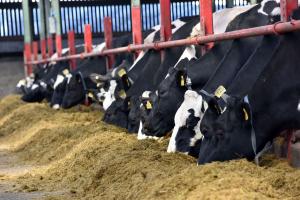 Winter feeding – a key focus of the AFBI Dairy Open Day on 6th June