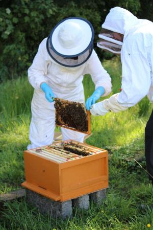 Beekeepers examine apiaries for European Foulbrood